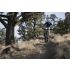 Giant Anthem Advanced SL 2